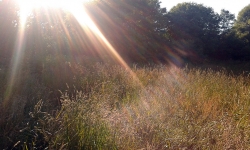 sun-grass