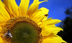 sunflower-bees
